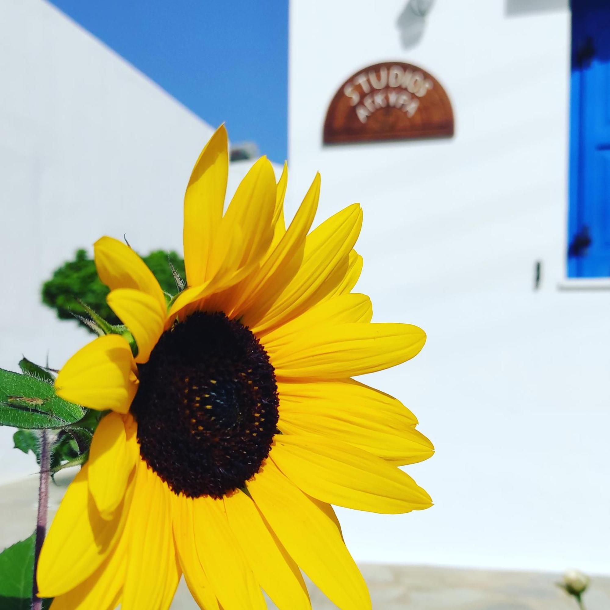 Studios Αγκυρα Livadi  Esterno foto